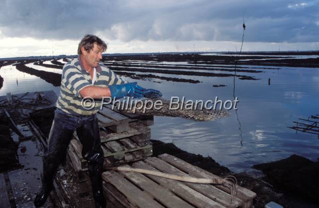 huitre oleron 09.JPG - Mise des poches sur tables de parcs à huîtres Ostréiculture, Marennes OléronFrance